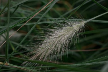 Bahçede tilki kuyruklu arpa hordeum jubatum 