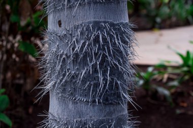 Parkta sıra dışı bir çivi ağacı