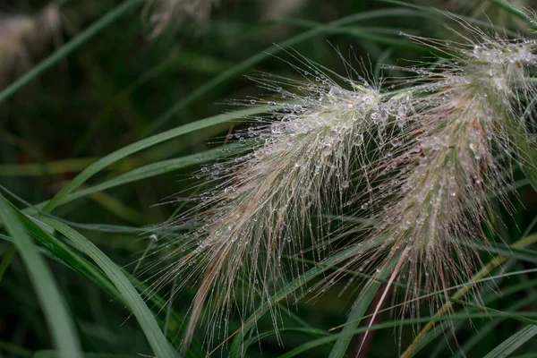 Picos Cevada Raposa Hordeum Jubatum Jardim — Fotografia de Stock