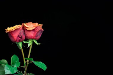 Macro, taze turuncu ve kırmızı gülleri siyah sırtüstü kapat.