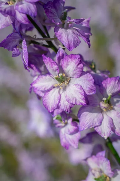 Zbliżenie Delphiniums Kwiaty Polu Wick Pershore Praca — Zdjęcie stockowe