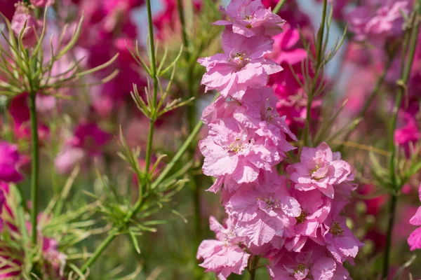 Gros Plan Delphiniums Fleurs Dans Les Champs Wick Pershore Worc — Photo