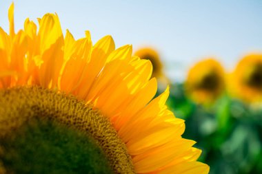 Ayçiçeği tarlasında sarı kumaş ayçiçeklerini topladı.