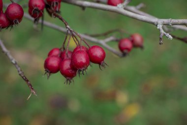 Yeşil bir çalılıkta olgun gül kalçalarının güzel bir fotoğrafı.