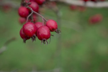 Yeşil bir çalılıkta olgun gül kalçalarının güzel bir fotoğrafı.