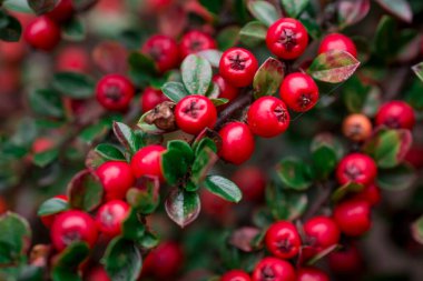 Cotoneaster Yatay Fabrikası 'nın yakın çekimi. 