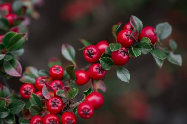 Cotoneaster Yatay Fabrikası 'nın yakın çekimi. 
