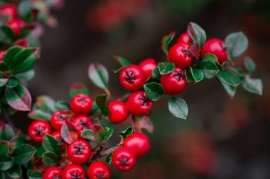 Cotoneaster Yatay Fabrikası 'nın yakın çekimi. 