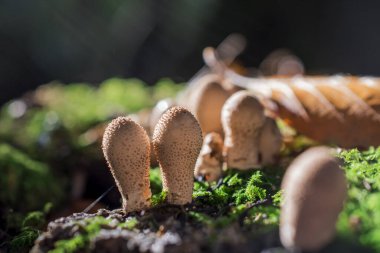 Orman zemininde sarı stagshorn mantarlarının yakın çekimi.