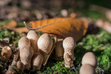 Orman zemininde sarı stagshorn mantarlarının yakın çekimi.