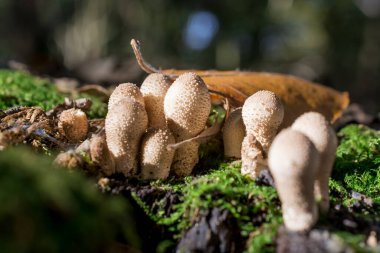 Orman zemininde sarı stagshorn mantarlarının yakın çekimi.