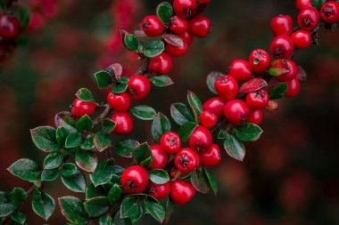 Cotoneaster Yatay Fabrikası 'nın yakın çekimi. 