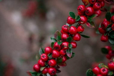Cotoneaster Yatay Fabrikası 'nın yakın çekimi. 