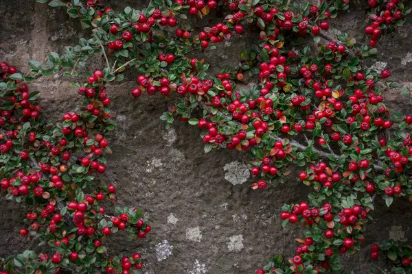 Close Cotoneaster Horizontalis Planta — Fotografia de Stock