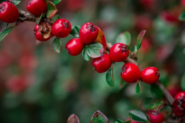 Close Cotoneaster Horizontalis Planta — Fotografia de Stock