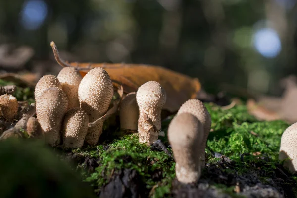 Gros Plan Champignons Jaunes Sur Sol Une Forêt — Photo