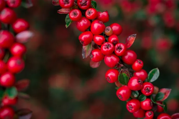 Detailní Záběr Rostliny Cotoneaster Horizontalis — Stock fotografie