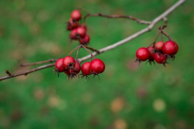 Yeşil bir çalılıkta olgun gül kalçalarının güzel bir fotoğrafı.