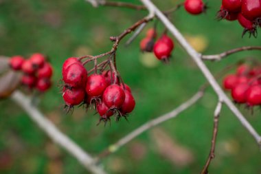 Yeşil bir çalılıkta olgun gül kalçalarının güzel bir fotoğrafı.