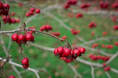 Yeşil bir çalılıkta olgun gül kalçalarının güzel bir fotoğrafı.