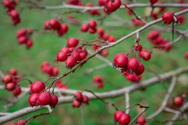Yeşil bir çalılıkta olgun gül kalçalarının güzel bir fotoğrafı.