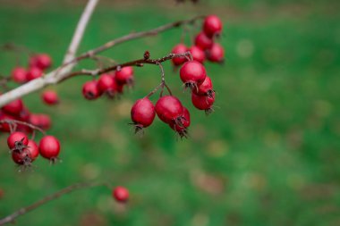 Yeşil bir çalılıkta olgun gül kalçalarının güzel bir fotoğrafı.
