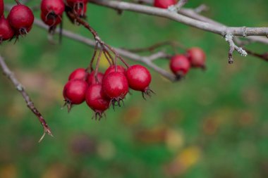 Yeşil bir çalılıkta olgun gül kalçalarının güzel bir fotoğrafı.