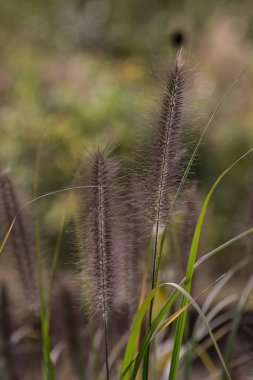 Bahçede tilki kuyruklu arpa hordeum jubatum 