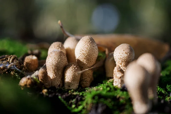 Nahaufnahme Von Gelb Stagnierenden Pilzen Auf Einem Waldboden — Stockfoto