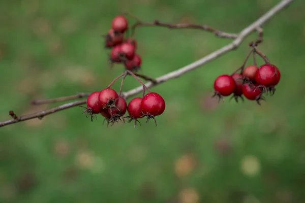 緑の茂みの上に熟したバラの腰の美しい写真 — ストック写真