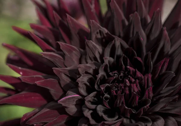 Oscuro Púrpura Hermosa Flor Dhalia Primer Plano — Foto de Stock