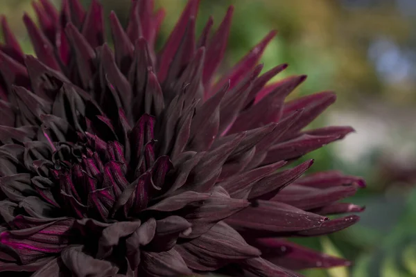 Roxo Escuro Bonito Dhalia Flor Closeup — Fotografia de Stock