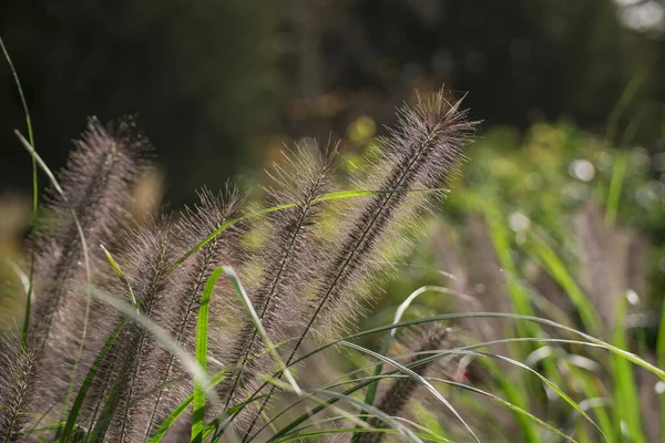 Spikes Foxtail Barley Hordeum Jubatum Garden — Stock Photo, Image