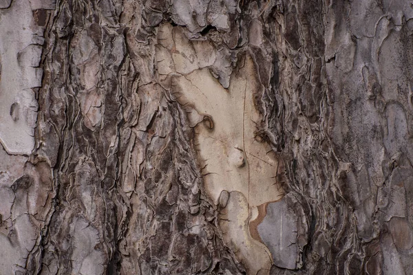 背景色のための大きな木の皮からのヴィンテージテクスチャ — ストック写真