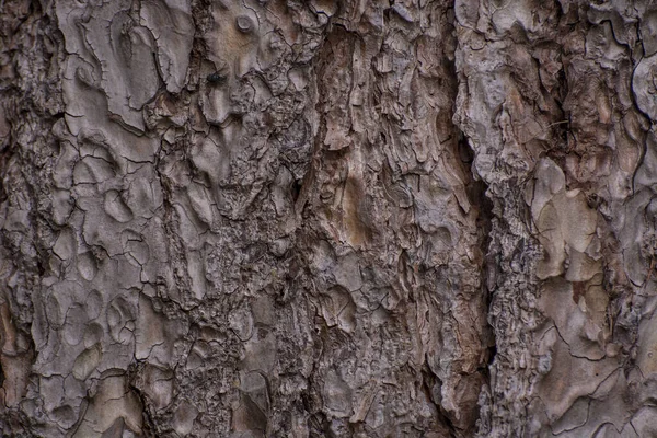 Vintage Texture Big Tree Skin Background — Stock Photo, Image