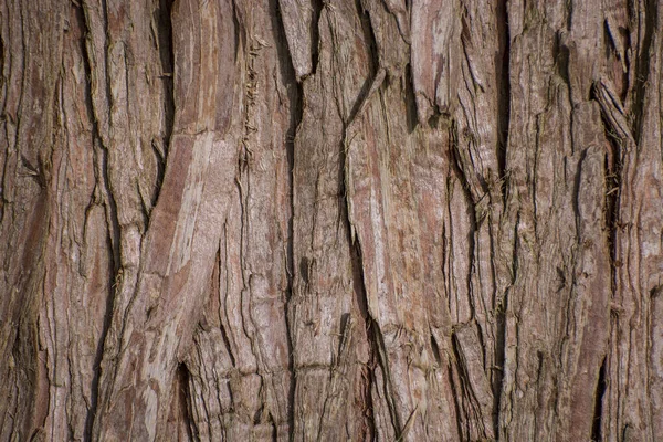 背景色のための大きな木の皮からのヴィンテージテクスチャ — ストック写真