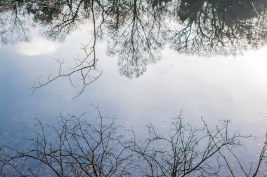 Düz ağaç gövdelerinin yansıması ve sudaki mavi gökyüzü 
