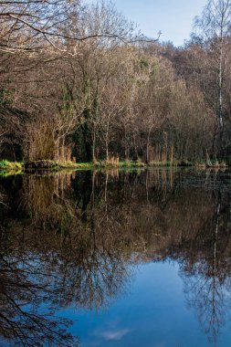 Düz ağaç gövdelerinin yansıması ve sudaki mavi gökyüzü 