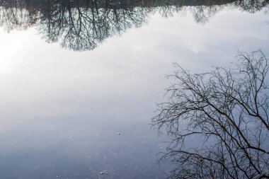 Düz ağaç gövdelerinin yansıması ve sudaki mavi gökyüzü 