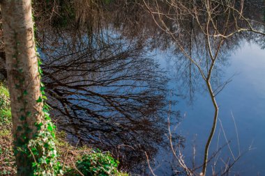 Düz ağaç gövdelerinin yansıması ve sudaki mavi gökyüzü 