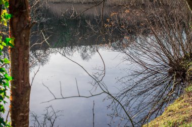 Düz ağaç gövdelerinin yansıması ve sudaki mavi gökyüzü 