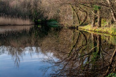 Düz ağaç gövdelerinin yansıması ve sudaki mavi gökyüzü 