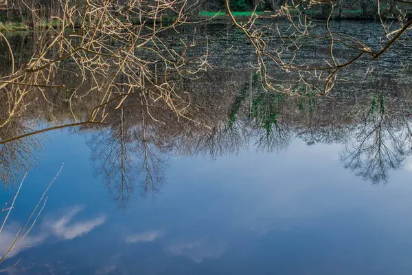 Düz ağaç gövdelerinin yansıması ve sudaki mavi gökyüzü 