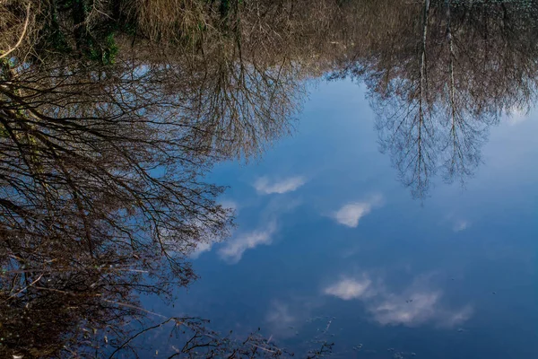 Reflection Straight Tree Trunks Blue Sky Water — 스톡 사진
