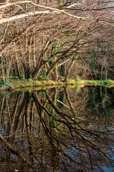 Reflection Straight Tree Trunks Blue Sky Water — 스톡 사진