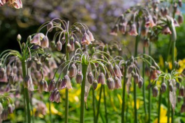 Allium siculum bal Sicilya zambak çiçekleri çiçek açtı