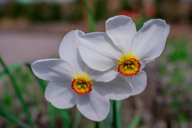 Güzel bahar çiçekleri Baharda nergisler
