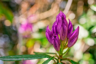 Bahçelerdeki güzel ilkbahar rhododendronları