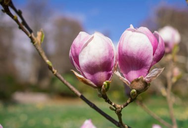 Güzel manolya ağaçları güzel büyük çiçeklerle çiçek açıyor.