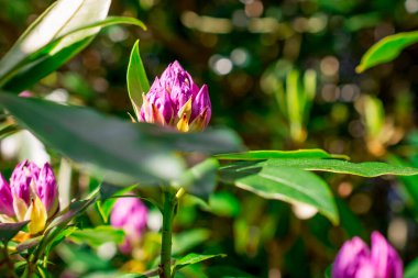 Bahçelerdeki güzel ilkbahar rhododendronları